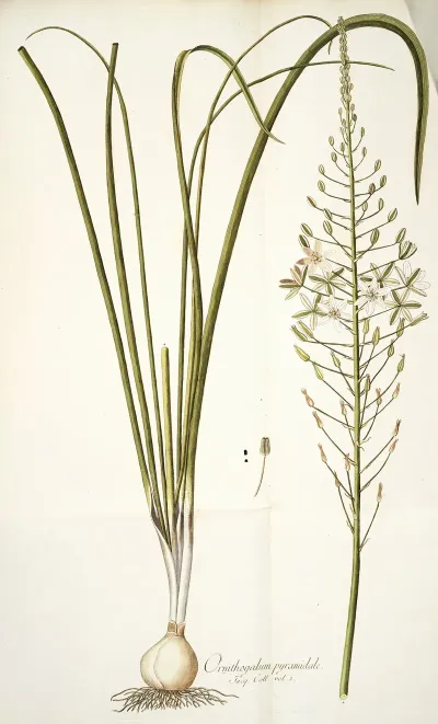 Ornithogalum Pyramidale