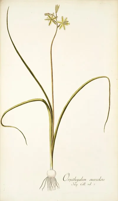 Ornithogalum Suaveolens