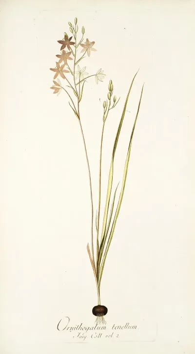 Ornithogalum Tenellum