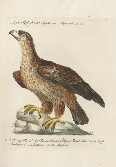 Ornithologia Methodice Digesta Pl 002