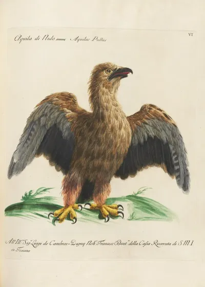 Ornithologia Methodice Digesta Pl 006