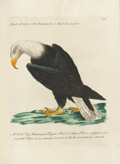 Ornithologia Methodice Digesta Pl 008