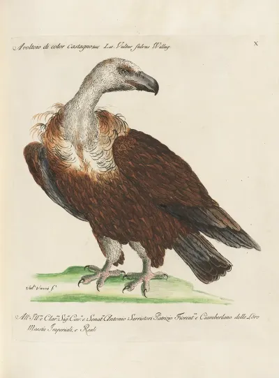 Ornithologia Methodice Digesta Pl 010