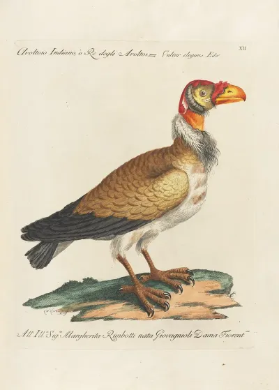 Ornithologia Methodice Digesta Pl 012
