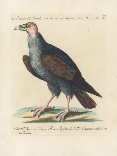 Ornithologia Methodice Digesta Pl 013