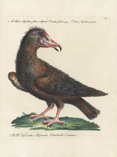 Ornithologia Methodice Digesta Pl 015