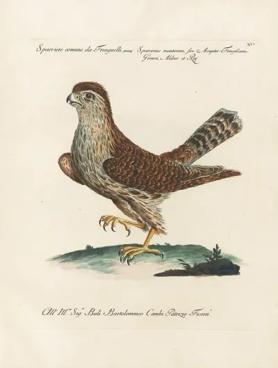 Ornithologia Methodice Digesta Pl 016