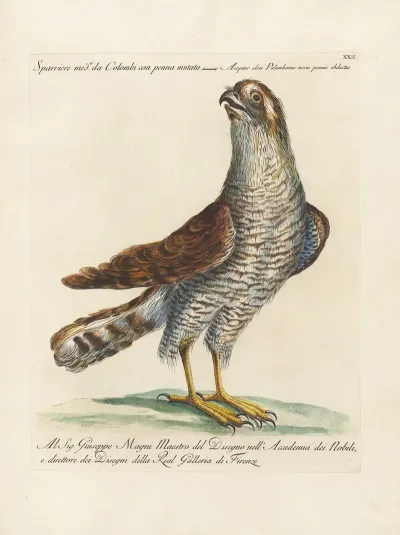 Ornithologia Methodice Digesta Pl 022