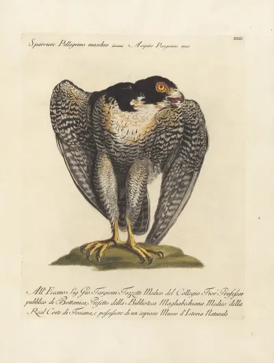 Ornithologia Methodice Digesta Pl 023