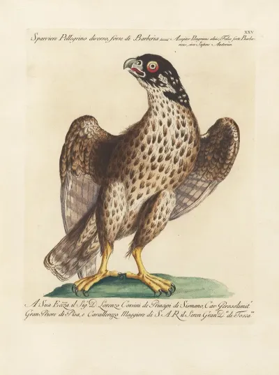 Ornithologia Methodice Digesta Pl 025