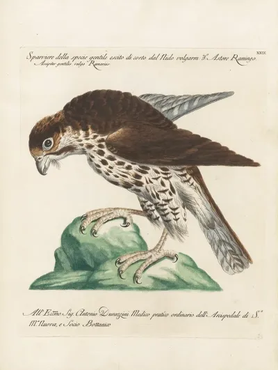 Ornithologia Methodice Digesta Pl 029