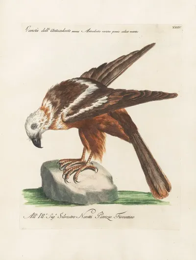 Ornithologia Methodice Digesta Pl 034