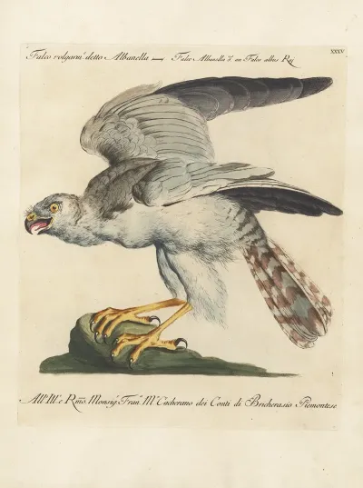 Ornithologia Methodice Digesta Pl 035