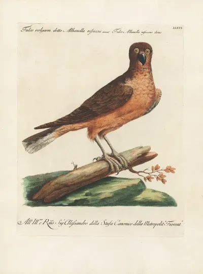 Ornithologia Methodice Digesta Pl 036