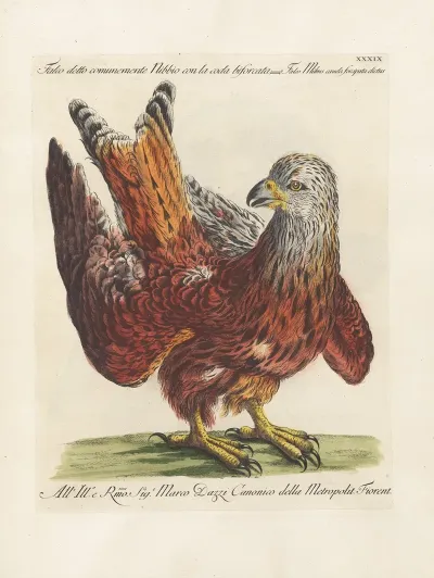 Ornithologia Methodice Digesta Pl 039