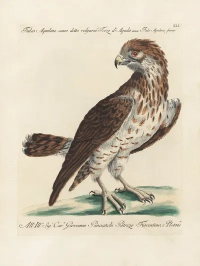 Ornithologia Methodice Digesta Pl 041