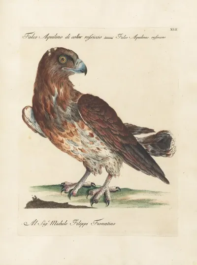 Ornithologia Methodice Digesta Pl 042