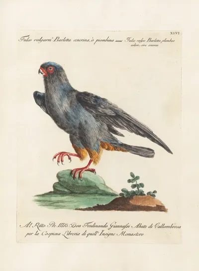 Ornithologia Methodice Digesta Pl 046