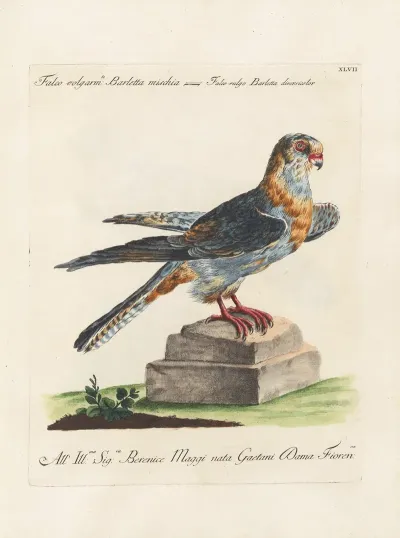 Ornithologia Methodice Digesta Pl 047
