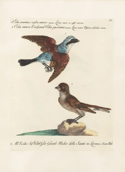 Ornithologia Methodice Digesta Pl 055