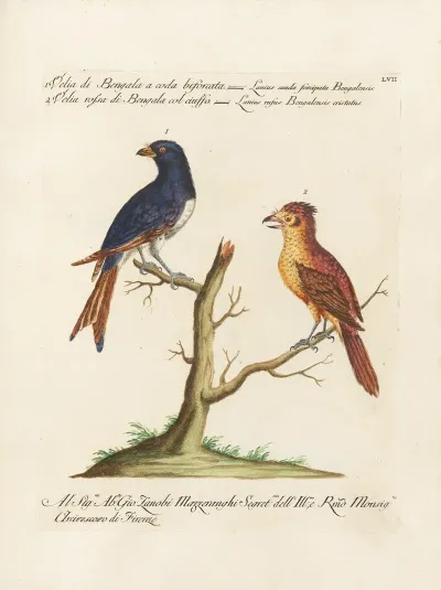 Ornithologia Methodice Digesta Pl 057