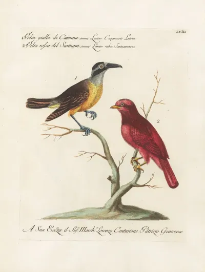 Ornithologia Methodice Digesta Pl 058