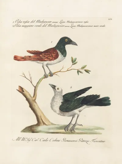 Ornithologia Methodice Digesta Pl 059