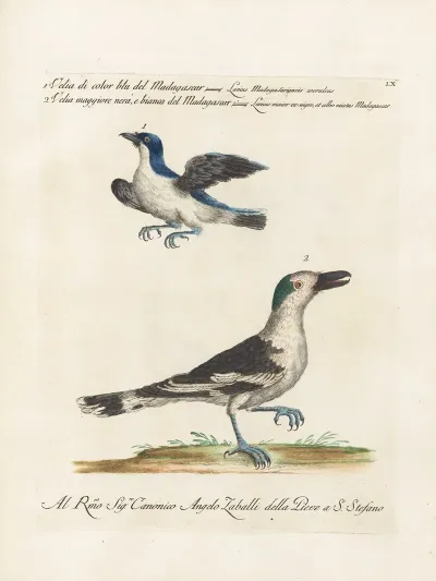 Ornithologia Methodice Digesta Pl 060