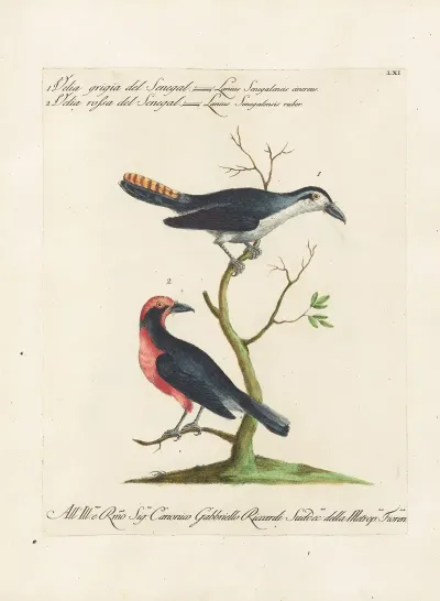 Ornithologia Methodice Digesta Pl 061