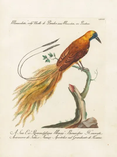 Ornithologia Methodice Digesta Pl 063