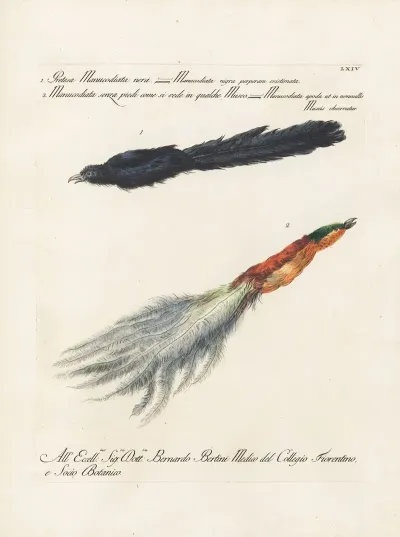Ornithologia Methodice Digesta Pl 064