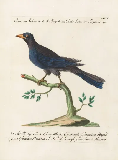 Ornithologia Methodice Digesta Pl 072