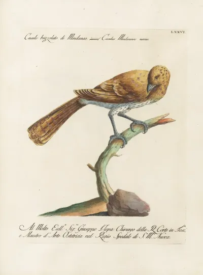 Ornithologia Methodice Digesta Pl 076