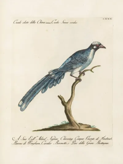 Ornithologia Methodice Digesta Pl 080