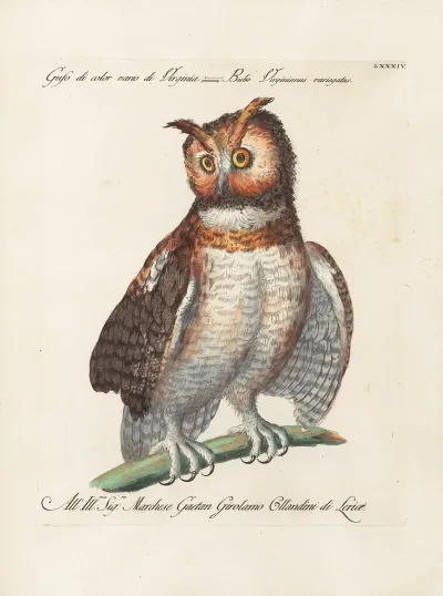 Ornithologia Methodice Digesta Pl 084