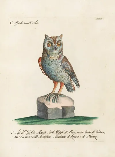 Ornithologia Methodice Digesta Pl 085