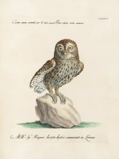 Ornithologia Methodice Digesta Pl 086