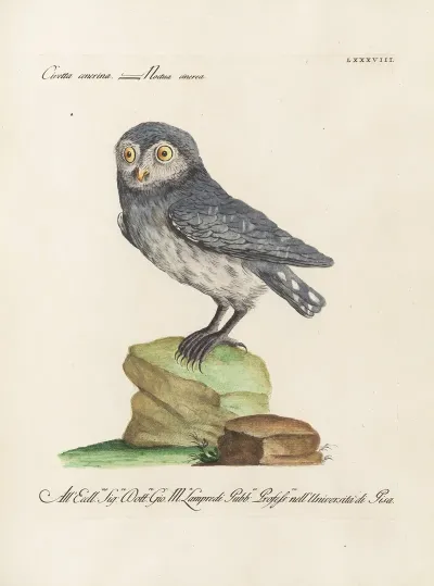 Ornithologia Methodice Digesta Pl 088