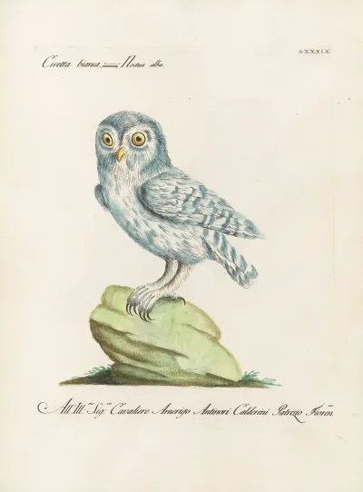 Ornithologia Methodice Digesta Pl 089