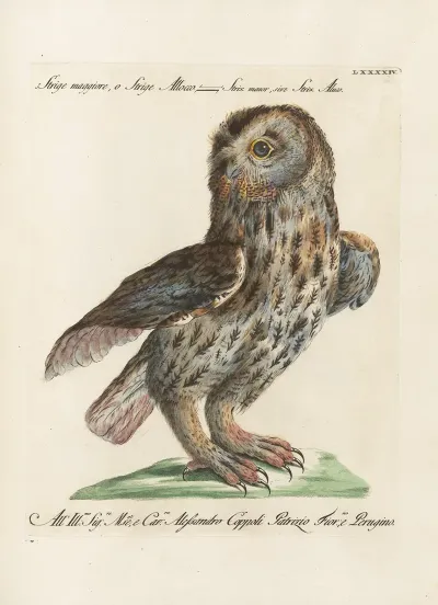 Ornithologia Methodice Digesta Pl 094