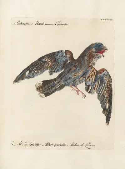 Ornithologia Methodice Digesta Pl 099