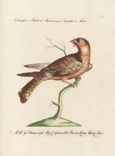 Ornithologia Methodice Digesta Pl 100