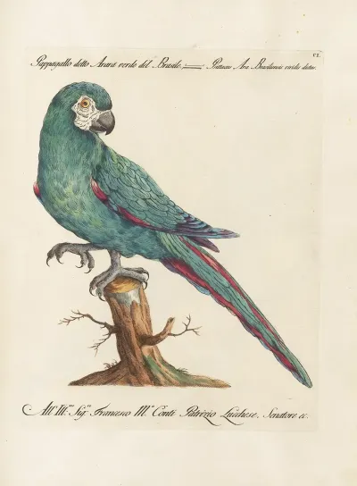 Ornithologia Methodice Digesta Pl 101