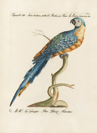 Ornithologia Methodice Digesta Pl 103