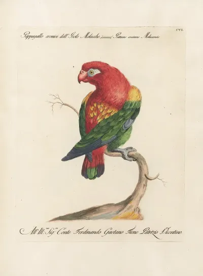 Ornithologia Methodice Digesta Pl 106