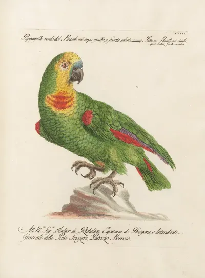 Ornithologia Methodice Digesta Pl 108