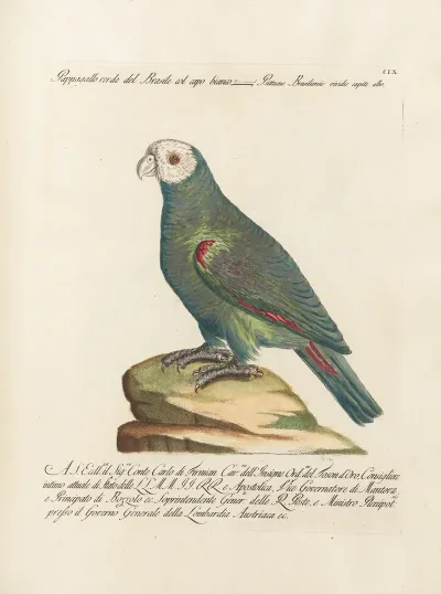 Ornithologia Methodice Digesta Pl 109