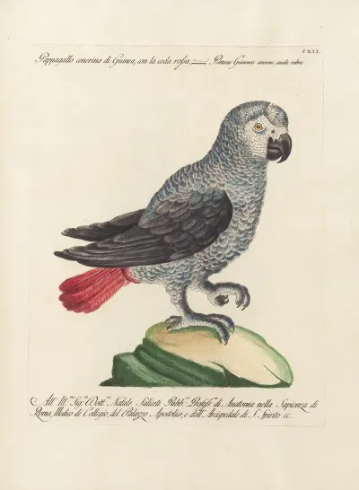 Ornithologia Methodice Digesta Pl 112