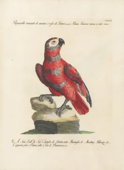 Ornithologia Methodice Digesta Pl 113