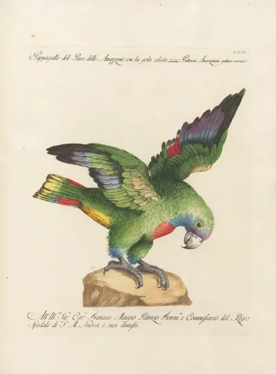 Ornithologia Methodice Digesta Pl 114